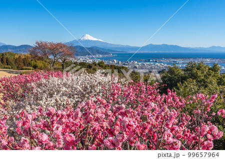 日本平　梅　駿河湾　富士山 99657964