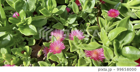 ベビーサンローズ 99658000