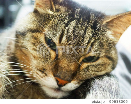 眠そうな猫の顔 99658006