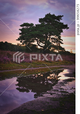 Majestic tree at Sunset in the blooming heath. Westruper Heide, near Haltern am See in Germany. Majestic tree at Sunset in the blooming heath. Westruper Heide, near Haltern am See in Germany. 99658275