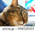 猫の顔アップ 99658303