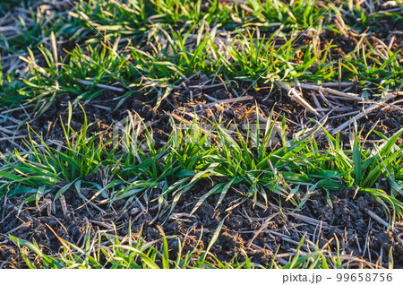 冬の夕暮れ時の麦畑　 99658756