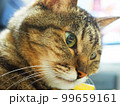 猫の顔アップ 99659161