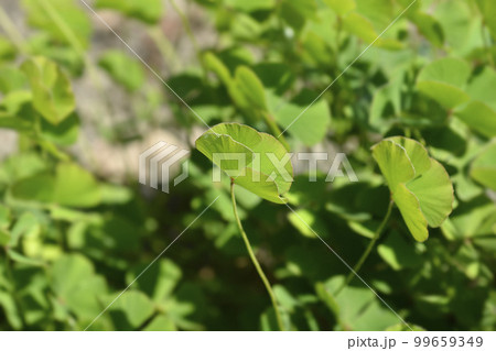 Four leaf pepperwort 99659349