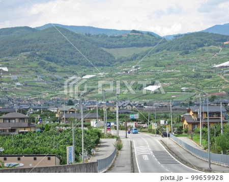 【山梨】甲府盆地の市街地から果樹園・フルーツ農園を眺める 【山梨】甲府盆地の市街地から果樹園・フルーツ農園を眺める 99659928