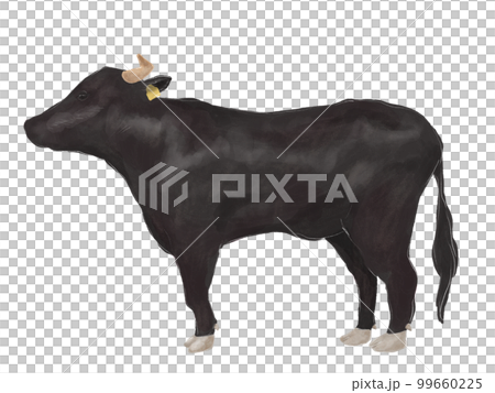 Japanese black beef illustration 99660225