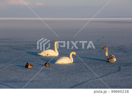 Lonely swans in winter on the lake Balaton, Hungary Lonely swans in winter on the lake Balaton, Hungary 99660238