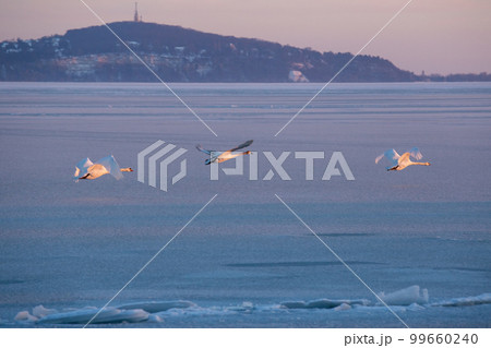 Three mute swans flying over the lake Balaton of Hungary in wintertime Three mute swans flying over the lake Balaton of Hungary in wintertime 99660240