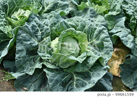 農業イメージ（キャベツ畑：cabbage patch） 99661599
