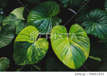 top view of plant leaves in farm for create...の写真素材 [99661883