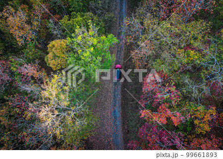 Top view of fall foliage in tropical forest with car moving along in winter season. nature background in lifestyle of people. Top view of fall foliage in tropical forest with car moving along in winter season. nature background in lifestyle of people. 99661893
