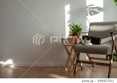 Scottish cat on gray chair in interior of living room. Homemade plans sansevieria, monstera, wooden decor. Light minimalistic scandinavian interior. Copy space Scottish cat on gray chair in interior of living room. Homemade plans sansevieria, monstera, wooden decor. Light minimalistic scandinavian interior. Copy space 99662501