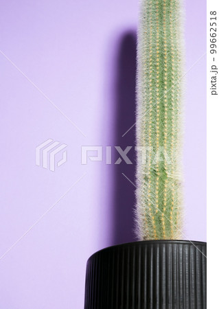 Green tall cactus in black pot on purple background. Minimal creative stillife. Copy space 99662518