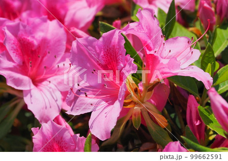 ツツジの花 (azalea) ツツジの花 (azalea) 99662591