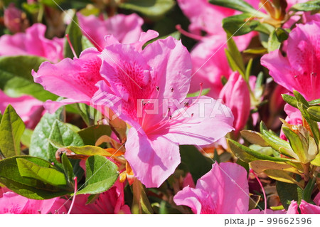 ツツジの花　(azalea) 99662596