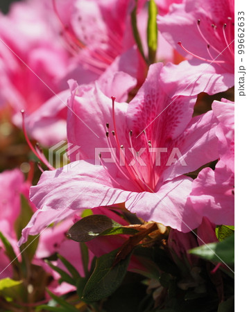 ツツジの花　(azalea) 99662633