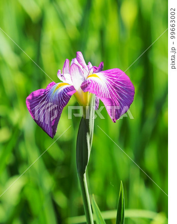 Japanese iris(ハナショウブ:花菖蒲) Japanese iris(ハナショウブ:花菖蒲) 99663002