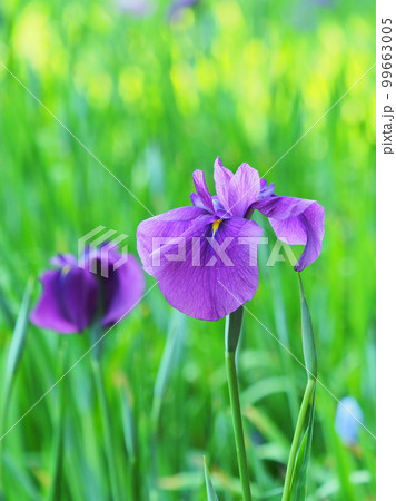 Japanese iris(ハナショウブ:花菖蒲) Japanese iris(ハナショウブ:花菖蒲) 99663005
