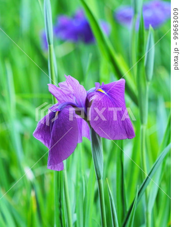 Japanese iris（ハナショウブ：花菖蒲） 99663009