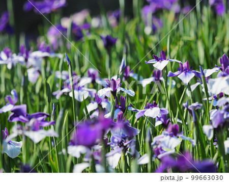 Japanese iris(ハナショウブ:花菖蒲) Japanese iris(ハナショウブ:花菖蒲) 99663030