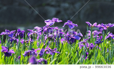 Japanese iris(ハナショウブ:花菖蒲) Japanese iris(ハナショウブ:花菖蒲) 99663036