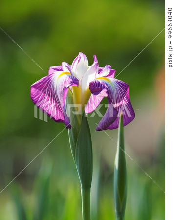 Japanese iris(ハナショウブ:花菖蒲) Japanese iris(ハナショウブ:花菖蒲) 99663040
