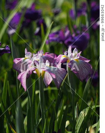 Japanese iris(ハナショウブ:花菖蒲) Japanese iris(ハナショウブ:花菖蒲) 99663042