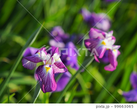 Japanese iris（ハナショウブ：花菖蒲） 99663065