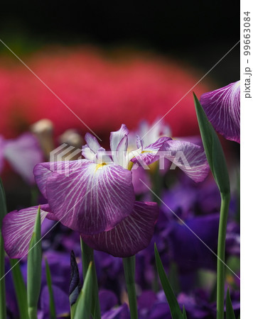 Japanese iris(ハナショウブ:花菖蒲) Japanese iris(ハナショウブ:花菖蒲) 99663084