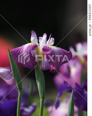 Japanese iris(ハナショウブ:花菖蒲) Japanese iris(ハナショウブ:花菖蒲) 99663085