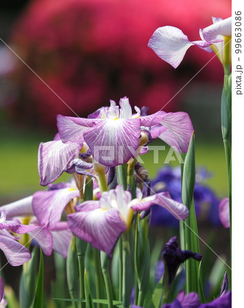Japanese iris（ハナショウブ：花菖蒲） 99663086