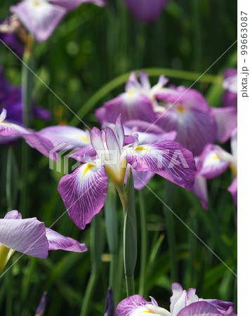 Japanese iris（ハナショウブ：花菖蒲） 99663087