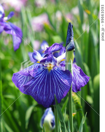 Japanese iris(ハナショウブ:花菖蒲) Japanese iris(ハナショウブ:花菖蒲) 99663093