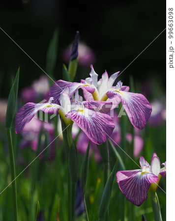 Japanese iris(ハナショウブ:花菖蒲) Japanese iris(ハナショウブ:花菖蒲) 99663098