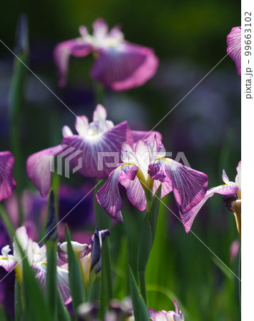 Japanese iris（ハナショウブ：花菖蒲） 99663102