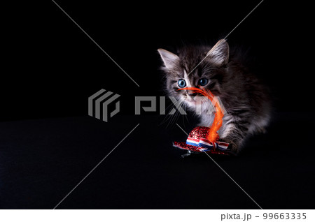 King's Day in Holland. A small fluffy kitten in a hat with an orange king's day symbol and the flag 99663335