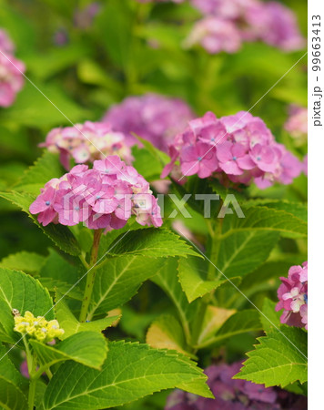 アジサイ(hydrangea) 99663413