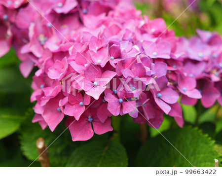 アジサイ(hydrangea) 99663422