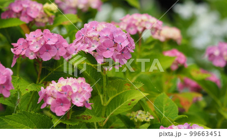 アジサイ(hydrangea) アジサイ(hydrangea) 99663451