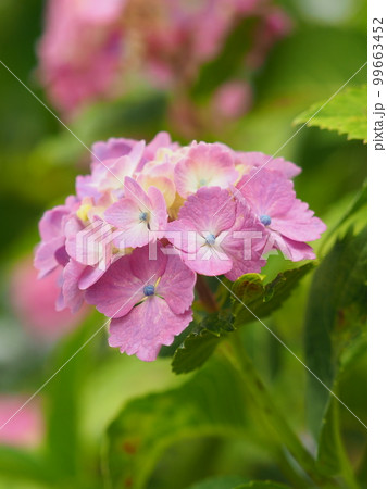 アジサイ(hydrangea) アジサイ(hydrangea) 99663452