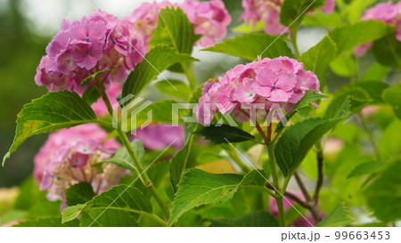 アジサイ(hydrangea) 99663453