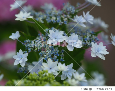 アジサイ(hydrangea) 99663474