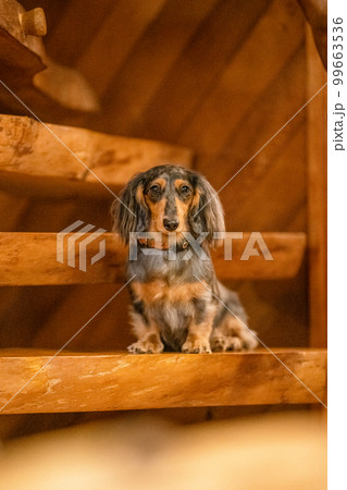 ログハウスのロッジでリラックスする、シルバーダップルのダックスフント 99663536