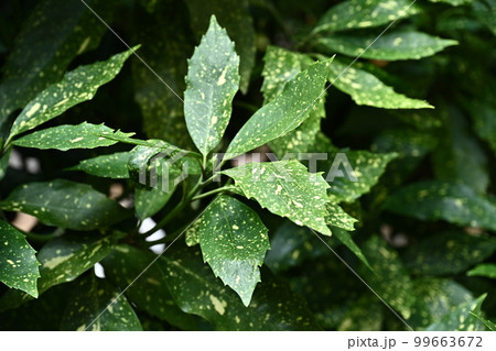 アオキ（フイリアオキ：Aucuba japonica） 99663672