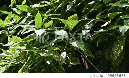 アオキ(フイリアオキ:Aucuba japonica) アオキ(フイリアオキ:Aucuba japonica) 99663673