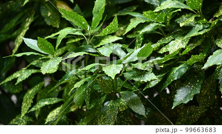 アオキ（フイリアオキ：Aucuba japonica） 99663683