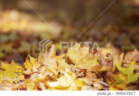 Autumn background from yellow leaves. 99663927