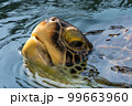 ウミガメ 99663960