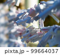 おみくじ 99664037