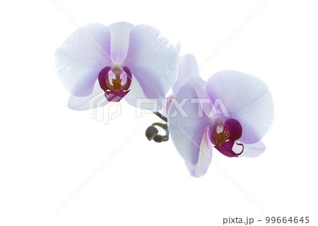 Light pink orchid flowers isolated on white background. Light pink orchid flowers isolated on white background. 99664645